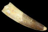 Spinosaurus Tooth - Real Dinosaur Tooth #181858-1